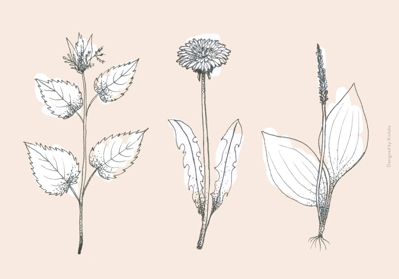 Weeds-Illustration-Featured