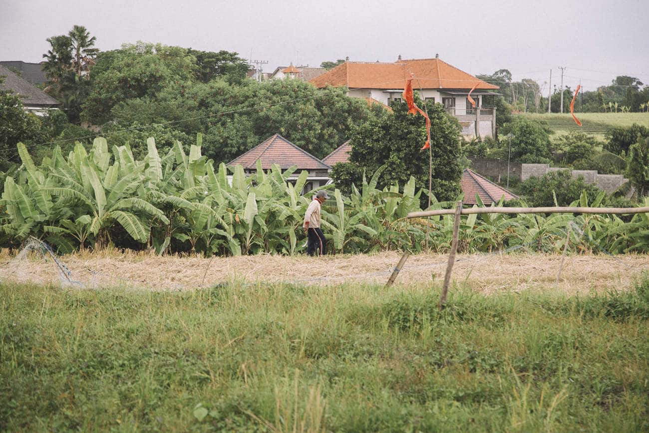 32-kinlake-bali-canngu-rice-field