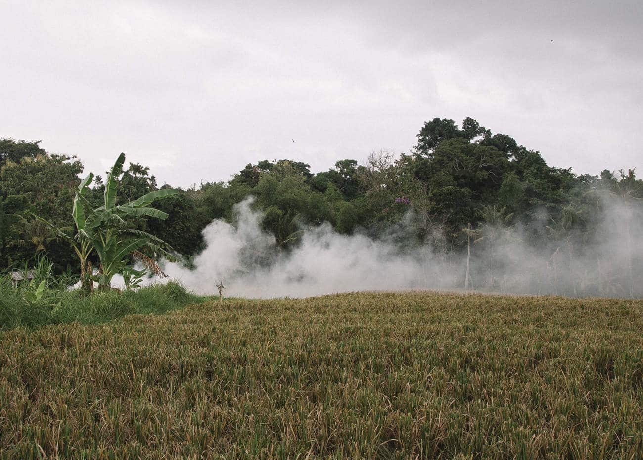 33-kinlake-bali-canngu-rice-field