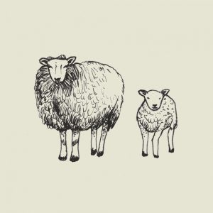 Crete-square-illus-sheep