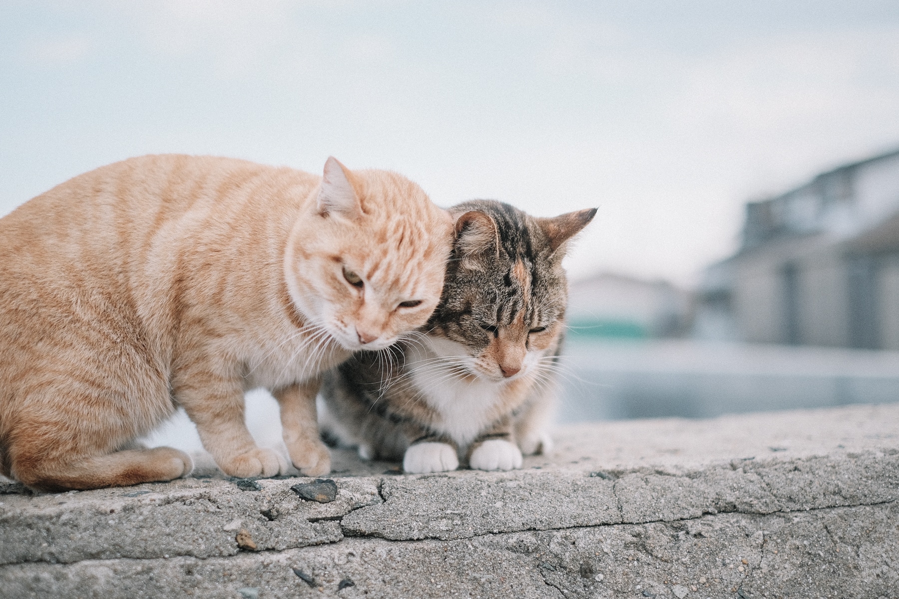 The Sad Reality of Japan's Famous Cat Island